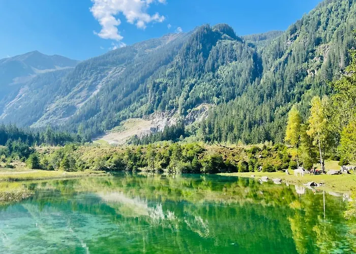 Weitblick Wald im Pinzgau